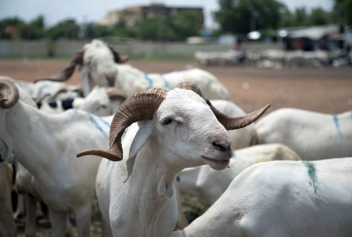 Le prix du mouton a augmenté cette année.
